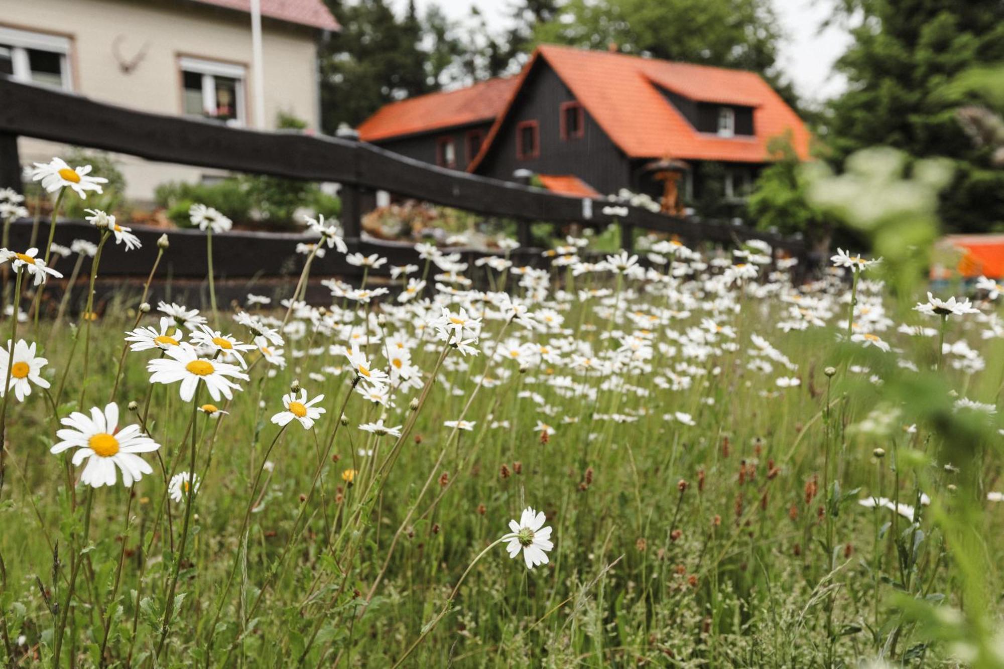 Terrassenhaus Im Harz, Pool, Sauna, Wlan Braunlage Kültér fotó